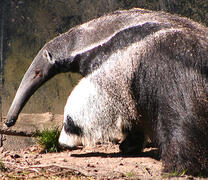 Giant Anteater